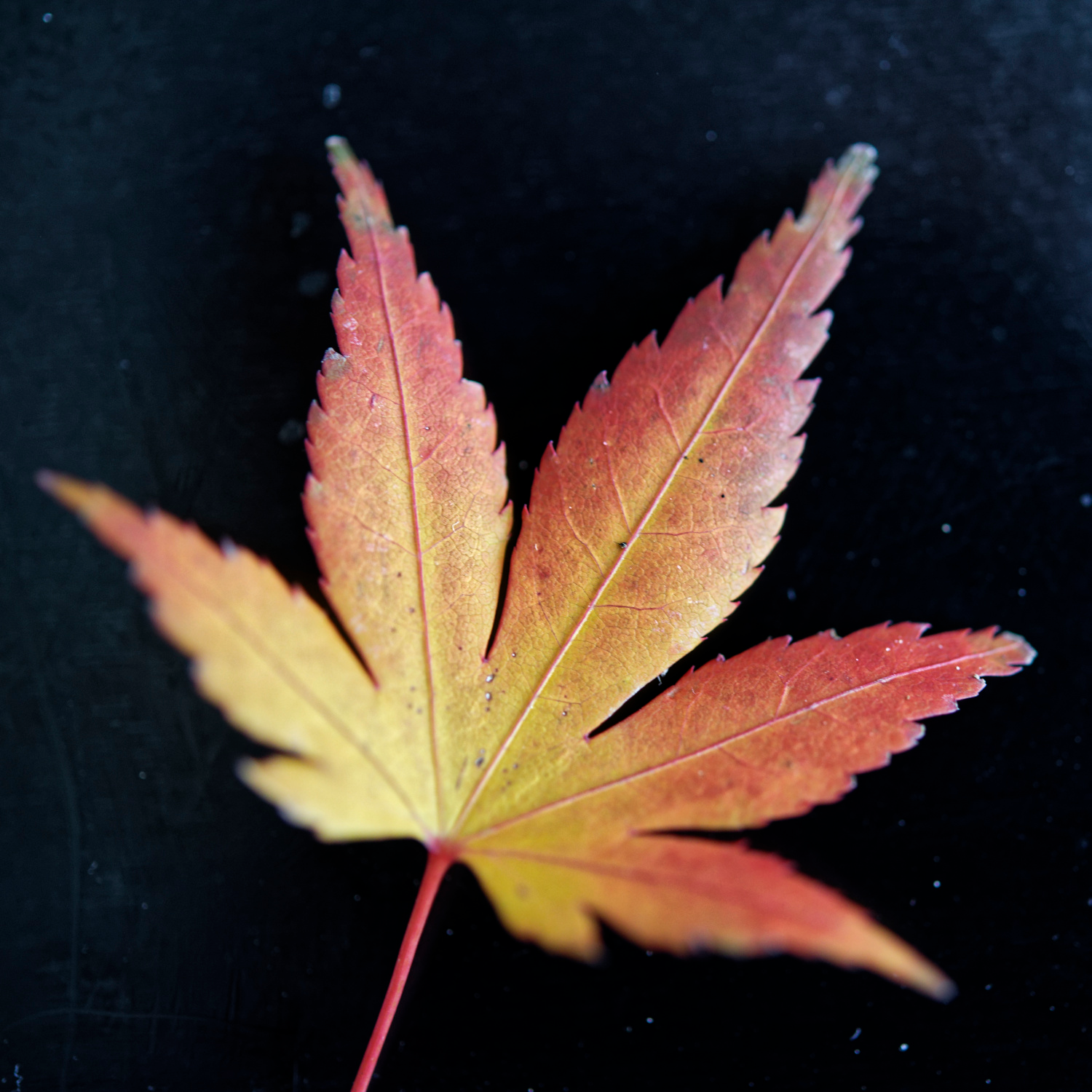 Par la fenêtre ouverte